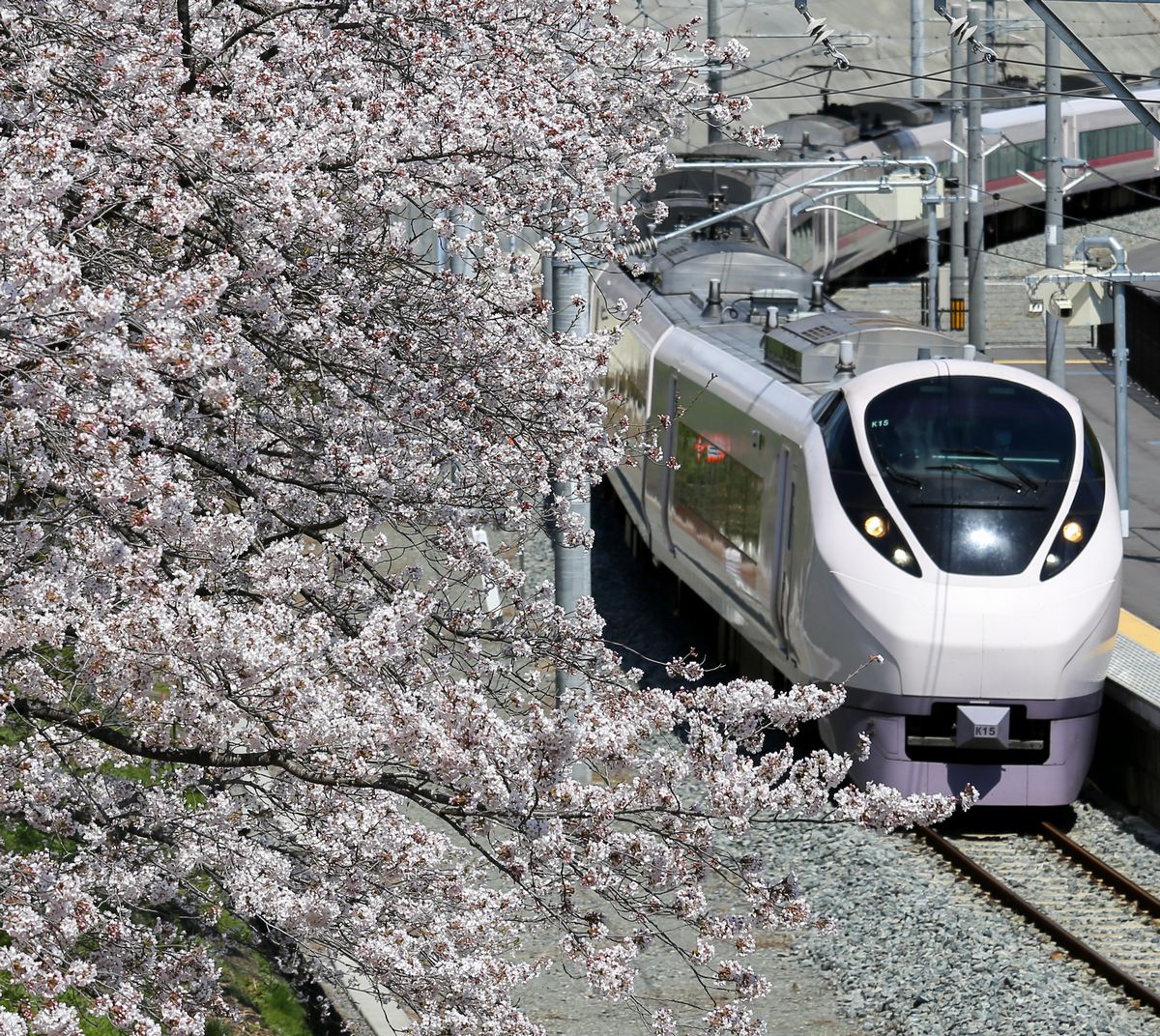 再開したJR大野駅では、到着する特急ひたちを満開の桜がお出迎え