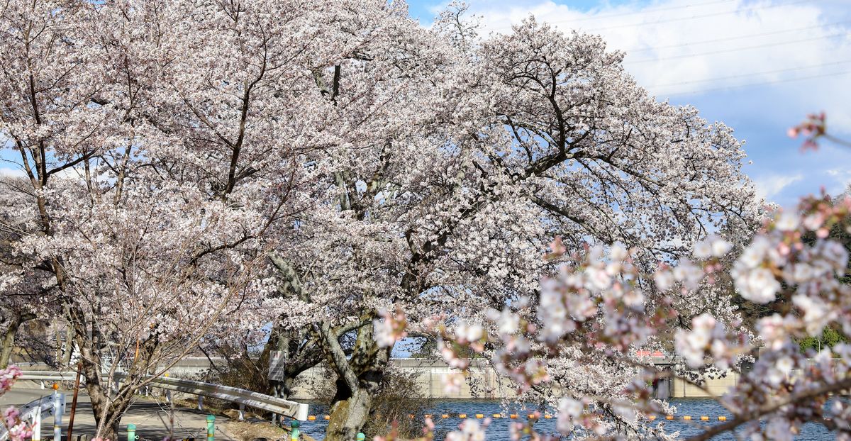 坂下ダムの湖岸で、あふ れるように咲き誇る桜