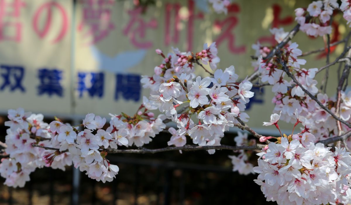 立入が緩和された双葉翔陽高校前。桜の 木もれ陽で目にうつる校門のメッセージ