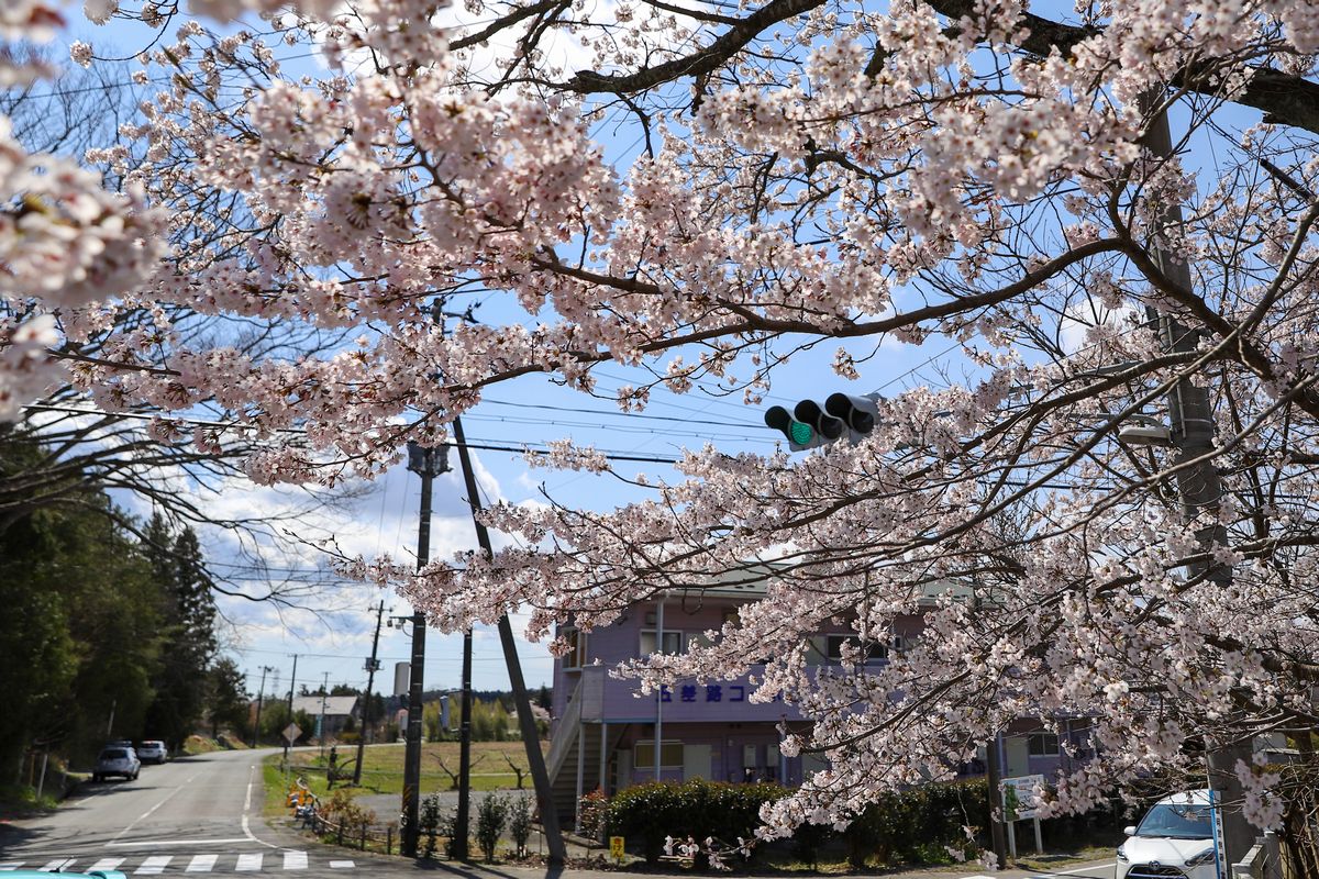 五差路を囲んでいたバリケードがなくなり、伸び伸びと咲く桜