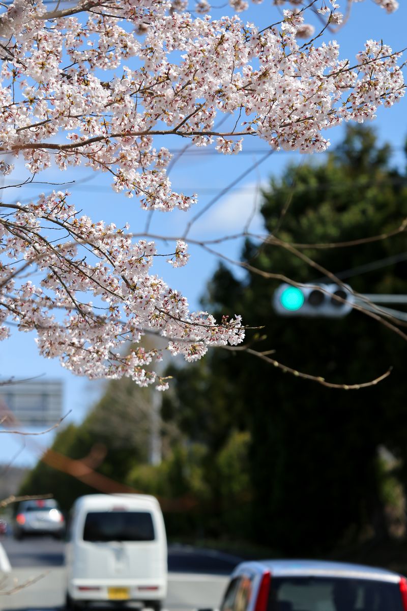 信号機が通常運用となった五差路では、桜が9年ぶりに青信号と再会