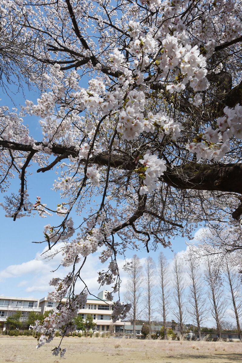 双葉翔陽高校をずっと見守ってきた校庭の桜