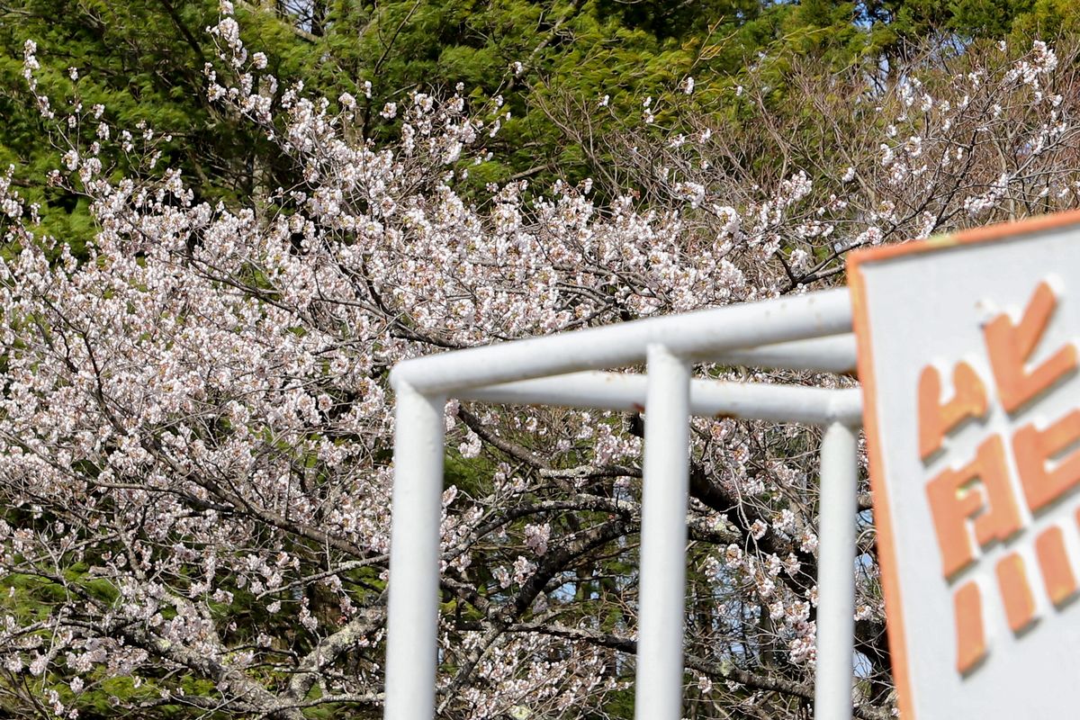 熊町小にそびえる熊町城。見守るように咲く校庭の桜