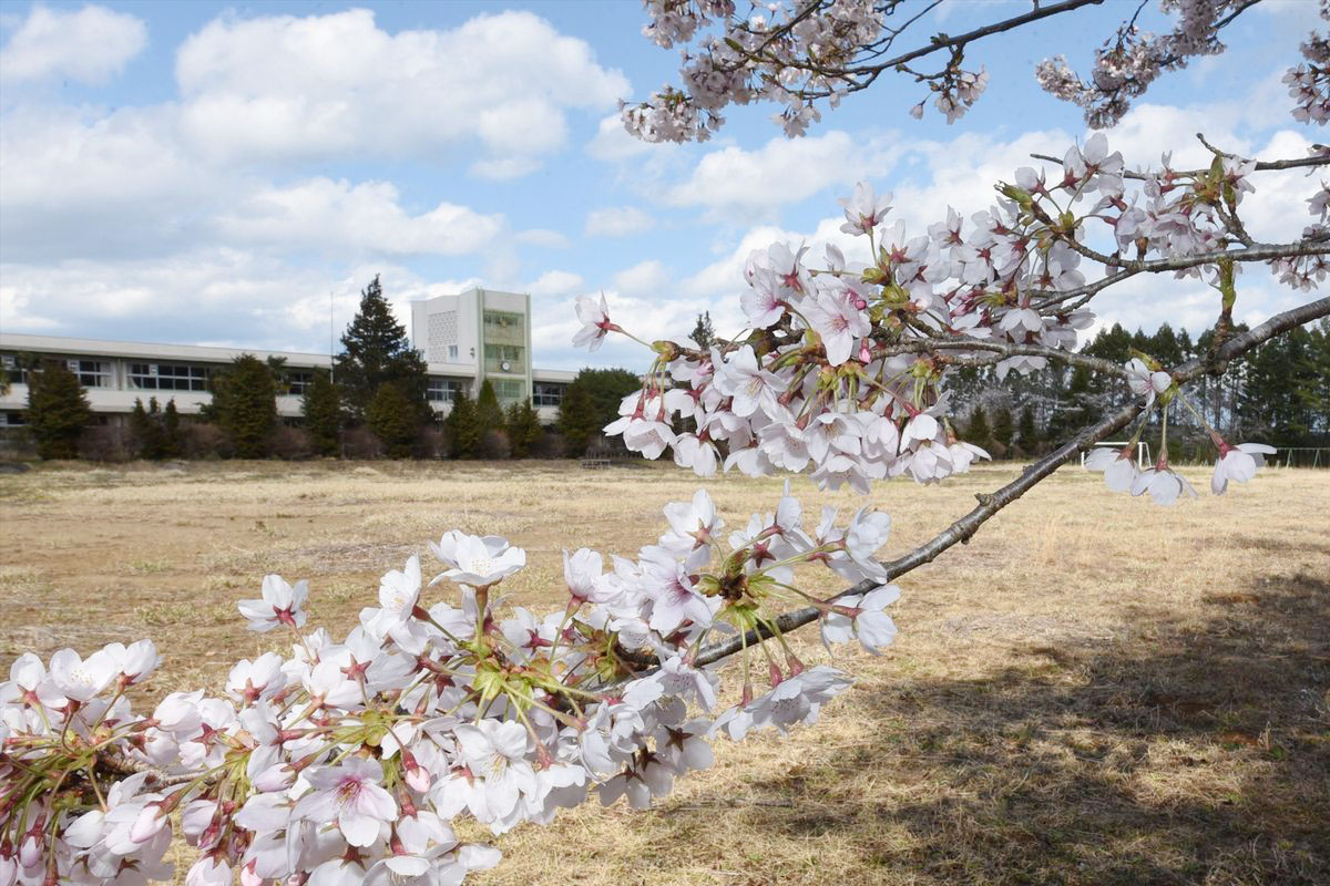 今年も花をいっぱい咲かせた熊町小の桜