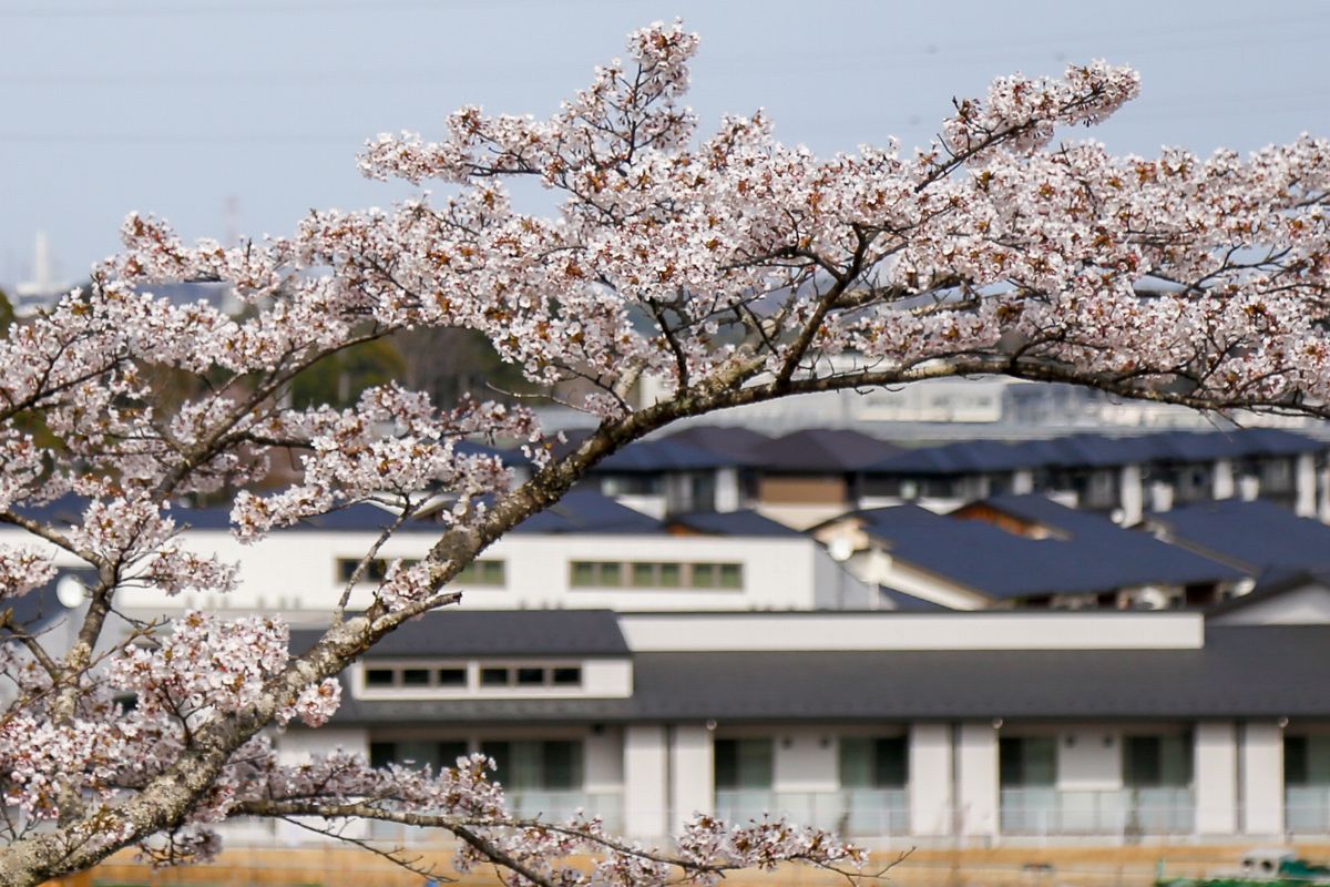 大川原地区復興拠点を見渡す頭森公園の桜