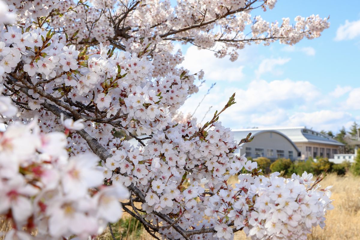 花びらが陽に映えるわれら大熊中の桜