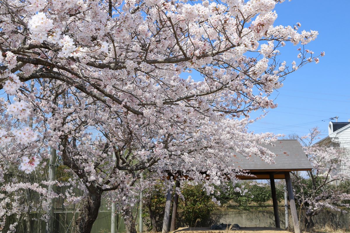 大野小の相撲場は、観客の桜で満員御礼