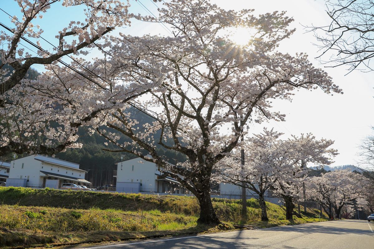 県道から坂下ダムへ向かう道に咲きそろう桜たち