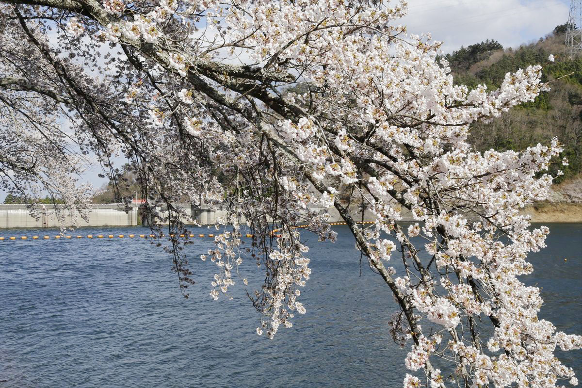 坂下ダムを囲むように咲き誇る桜