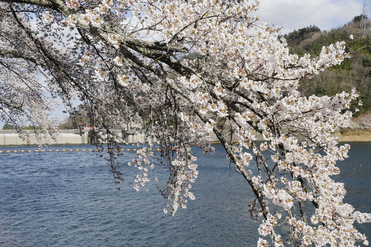 坂下ダムを囲むように咲き誇る桜