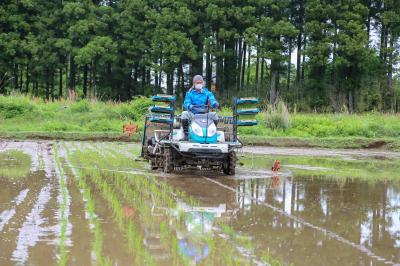 酒米の栽培が始まった大川原の水田