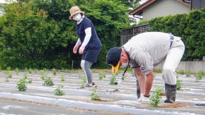 ざる菊の苗を植える参加者