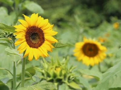 開花が進む大川原のヒマワリ畑