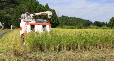 田んぼ一面に実った稲をコンバインで手際よく刈り取る関係者