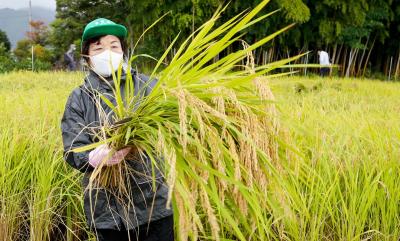 試験田で検査用の稲を刈り取る農業委員会長