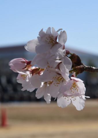 大野小の桜