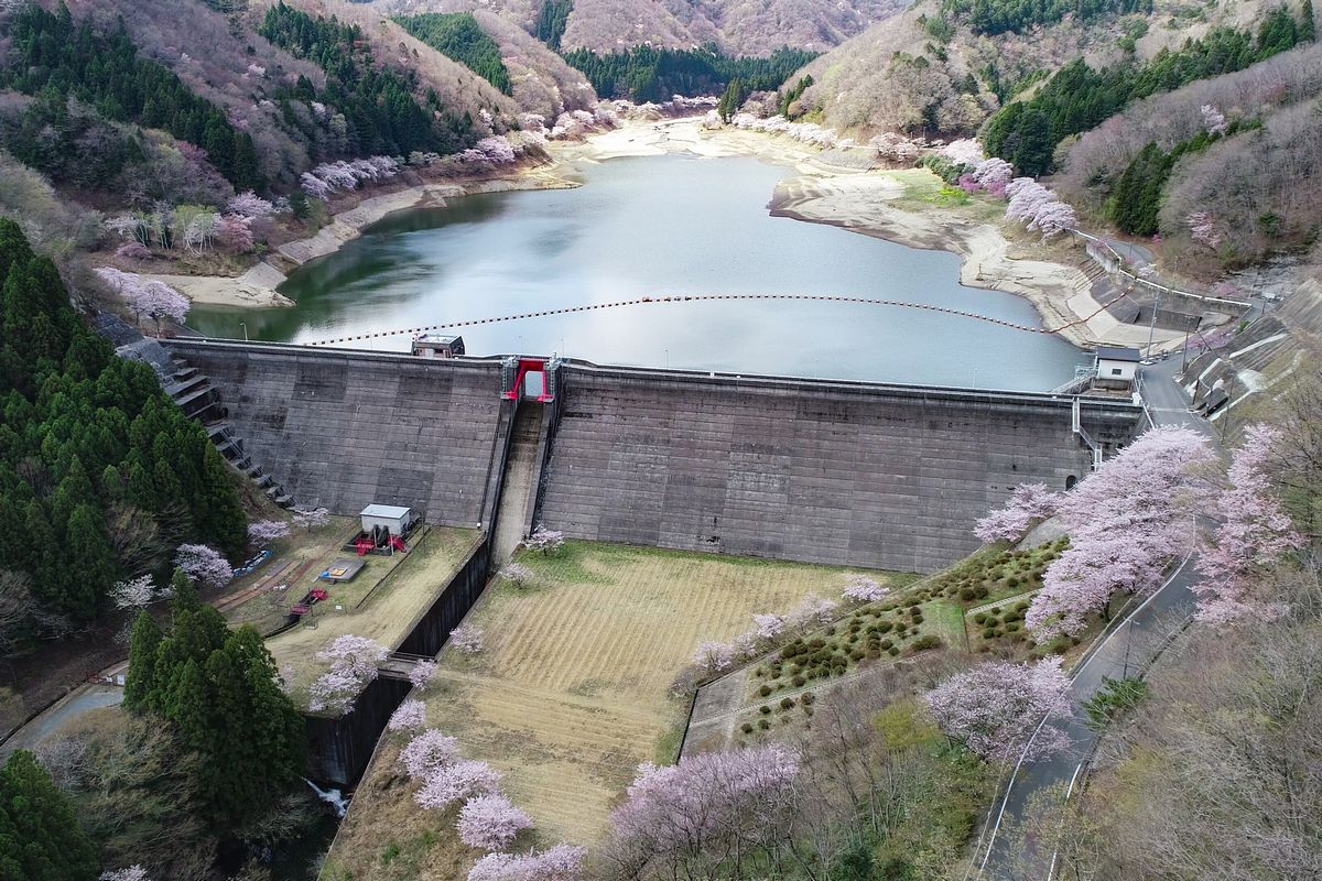 坂下ダム上空からの桜