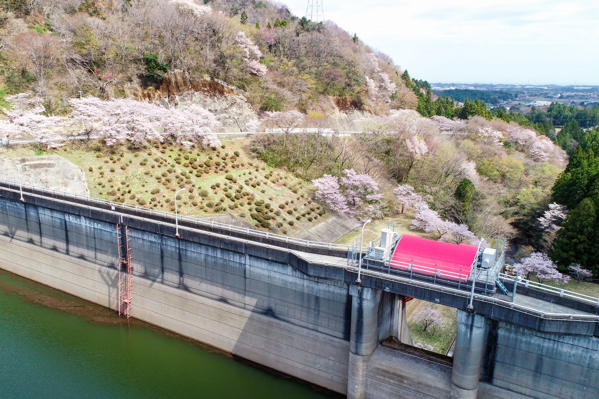 桜に囲まれた坂下ダム