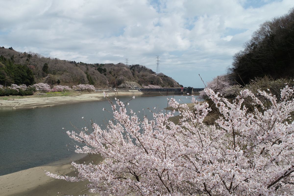 湖岸南側からの桜