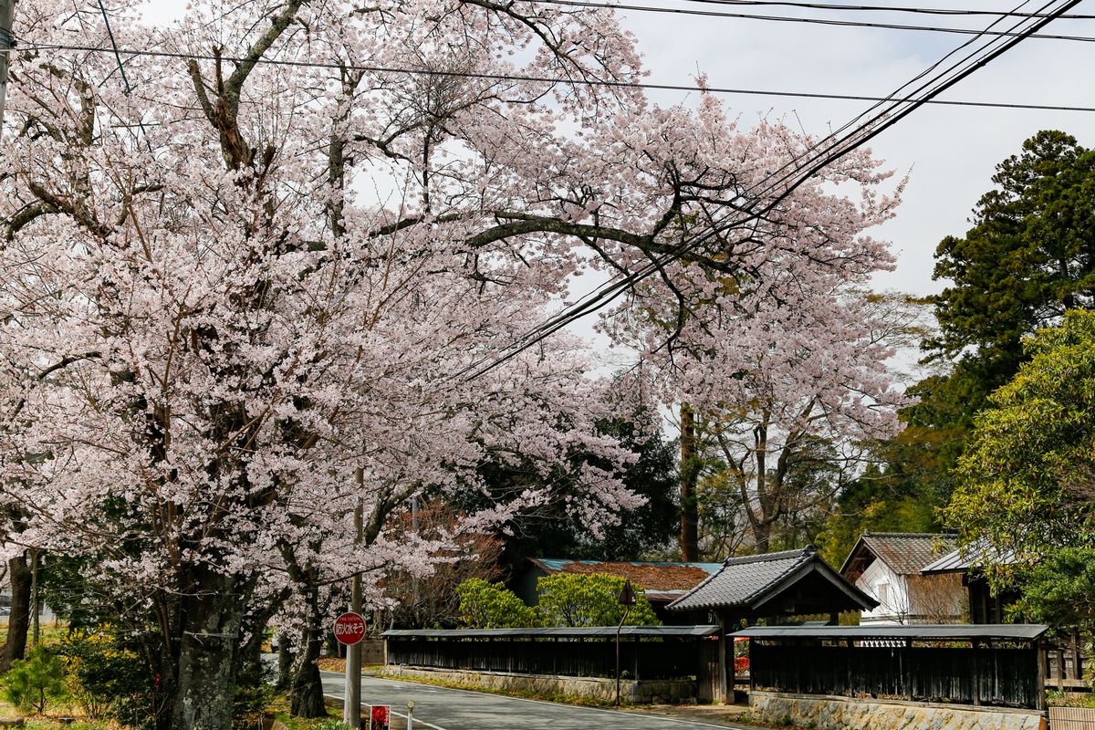 登録有形文化財の渡部家住宅に木漏れ日を落とす桜