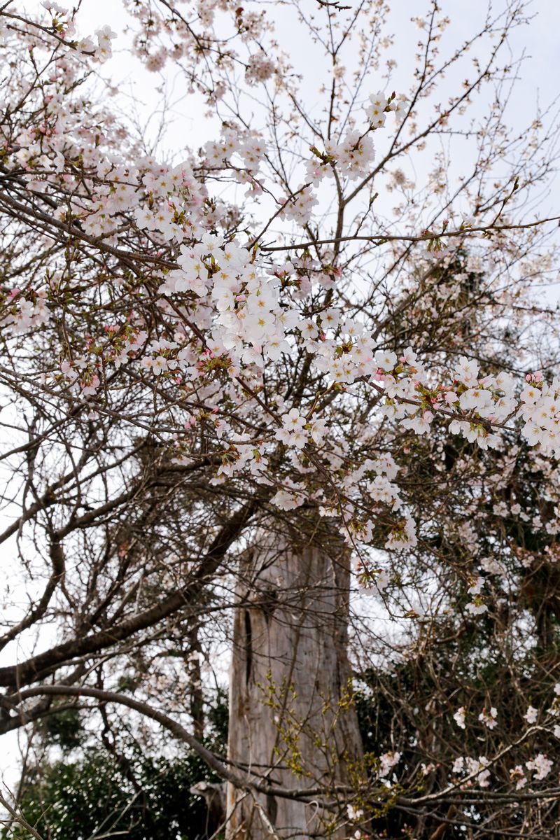 熊川の稲荷神社で折れた老杉を飾る桜