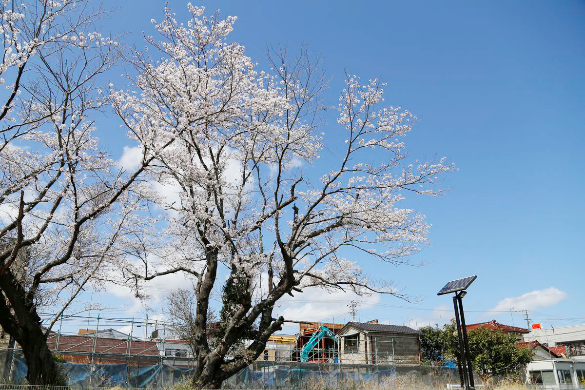 特定復興再生拠点区域に指定されたJR大野駅西口。新たなまちづくりを見守るように咲く西口の桜