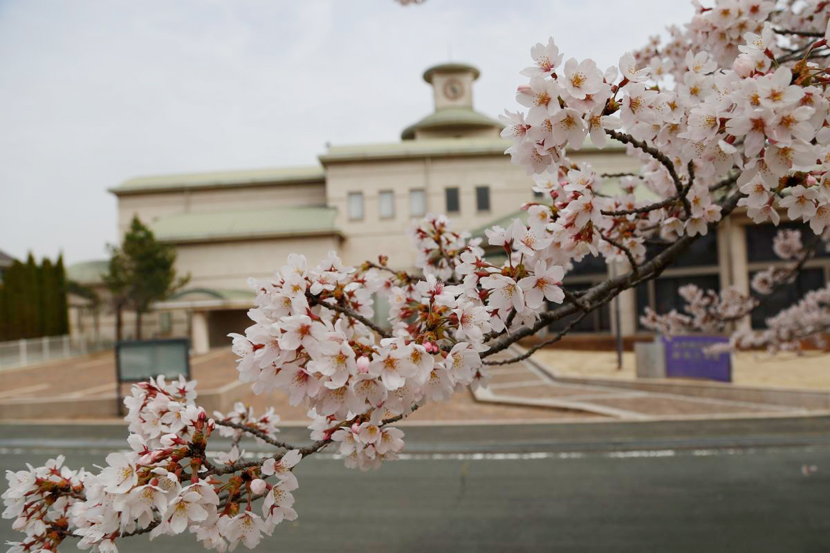 枝いっぱいに花を咲かせた図書館の桜