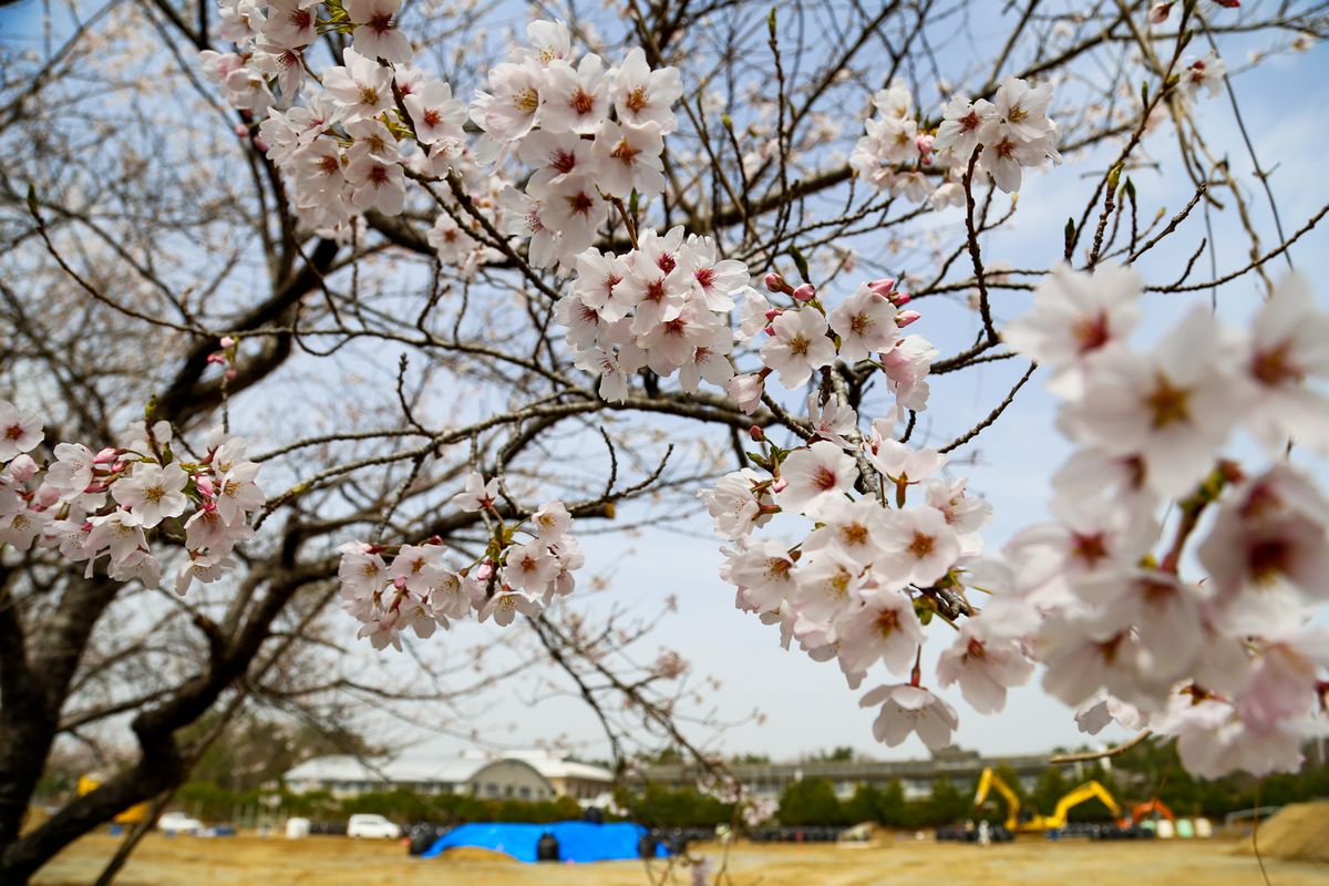 大熊中の校庭で除染作業を見つめる桜