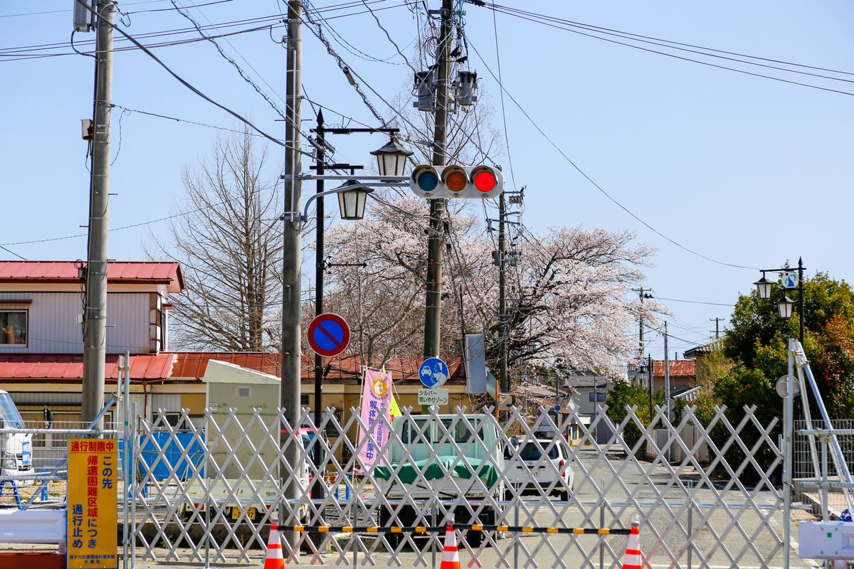 旧児童館の桜は未だバリケードの向こう側。周辺では除染作業が進む