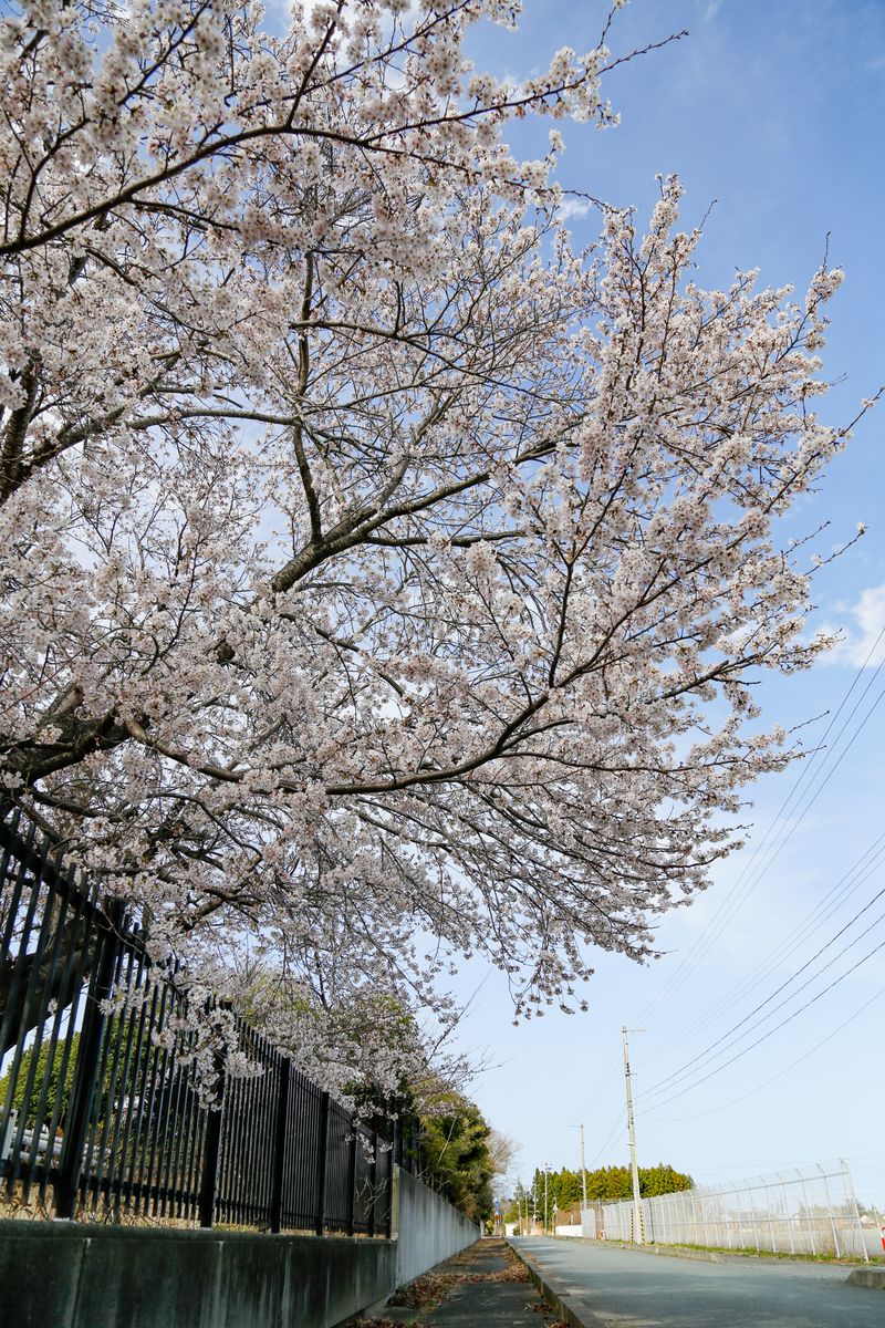 今年も通学路を見守る大野小の桜