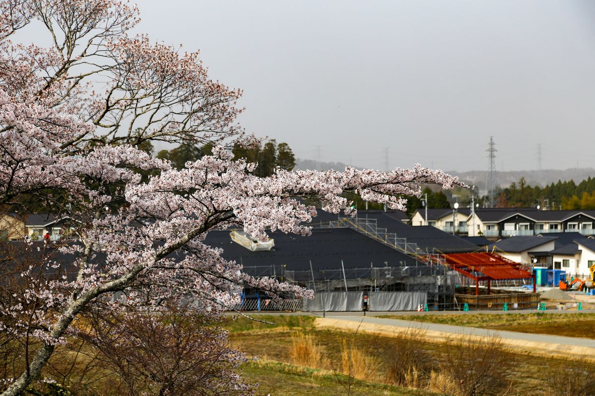 交流施設の完成を待ち望む頭森公園の桜