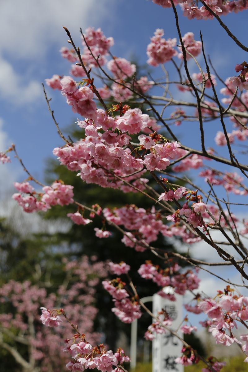 役場旧庁舎の前庭で咲く陽光桜