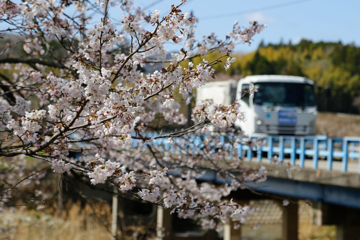 立ち入りが緩和された熊の落合橋。熊川の流れのように風で揺れる桜
