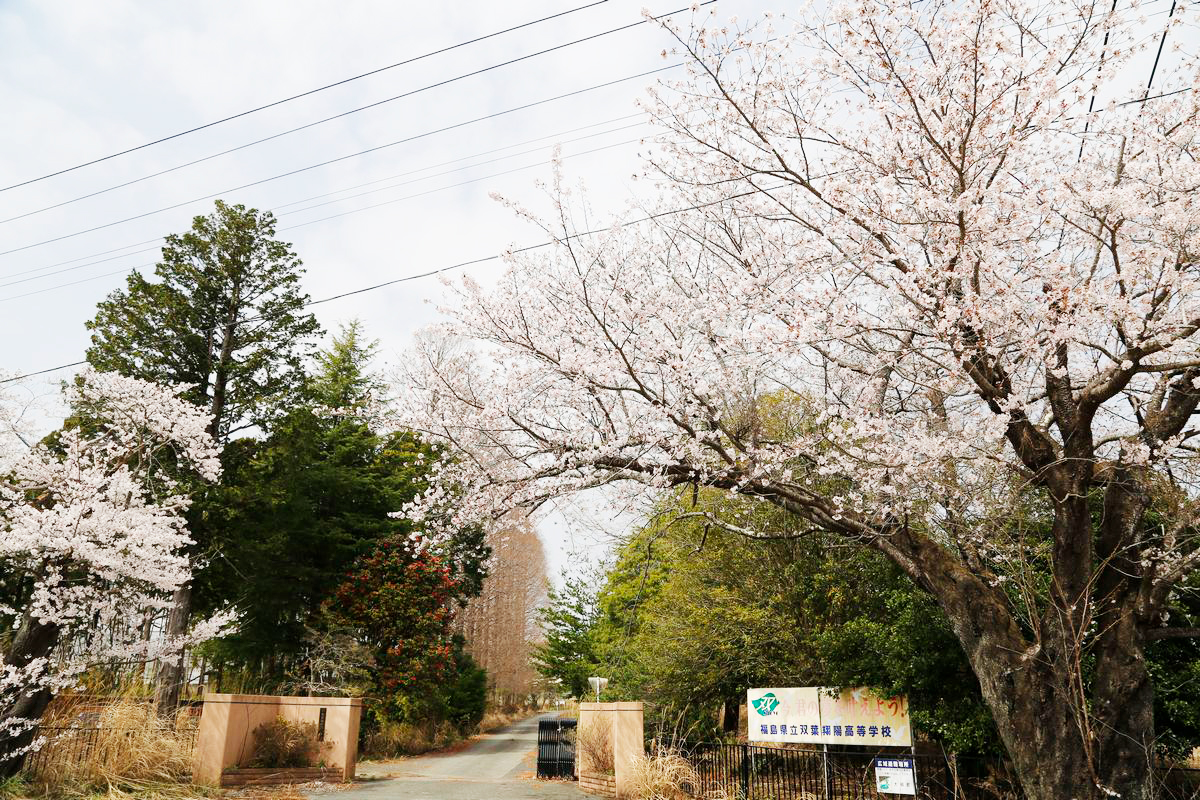 県立双葉翔陽高校正門に植えられた桜