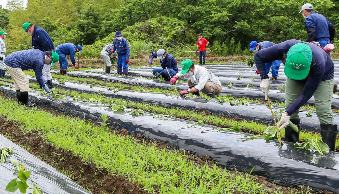 サツマイモの苗を植える関係者