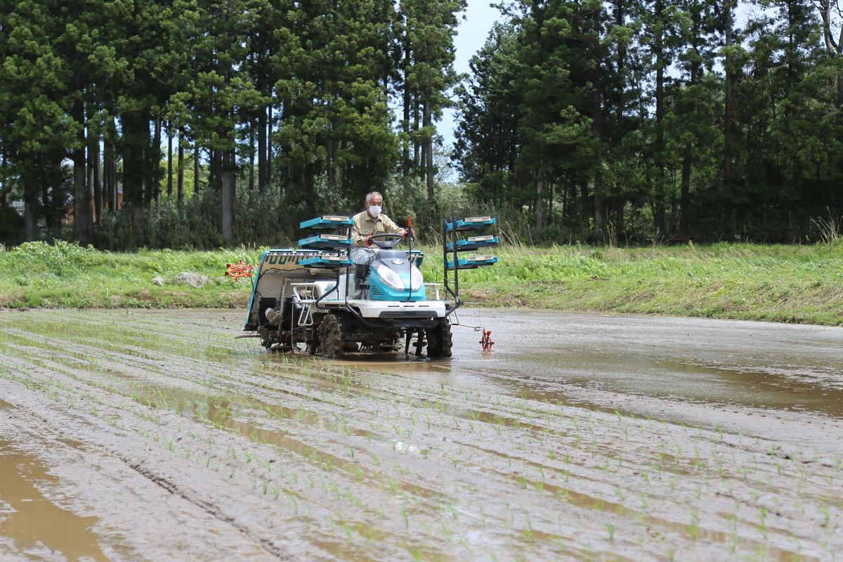 大川原の実証田で町農業委員らが田植え機で五百万石の苗を植えました
