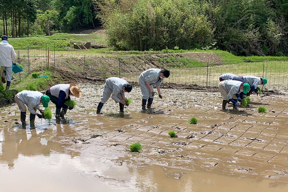 特定復興再生拠点区域となっている熊錦台地区の試験田で田植えが行われ、町農業委員や関係者ら20人が参加し約3アールの試験田にコシヒカリの苗を手植えしました