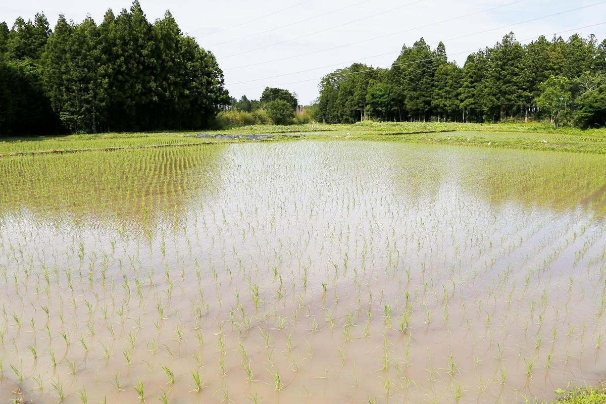 苗が植えられた実証田