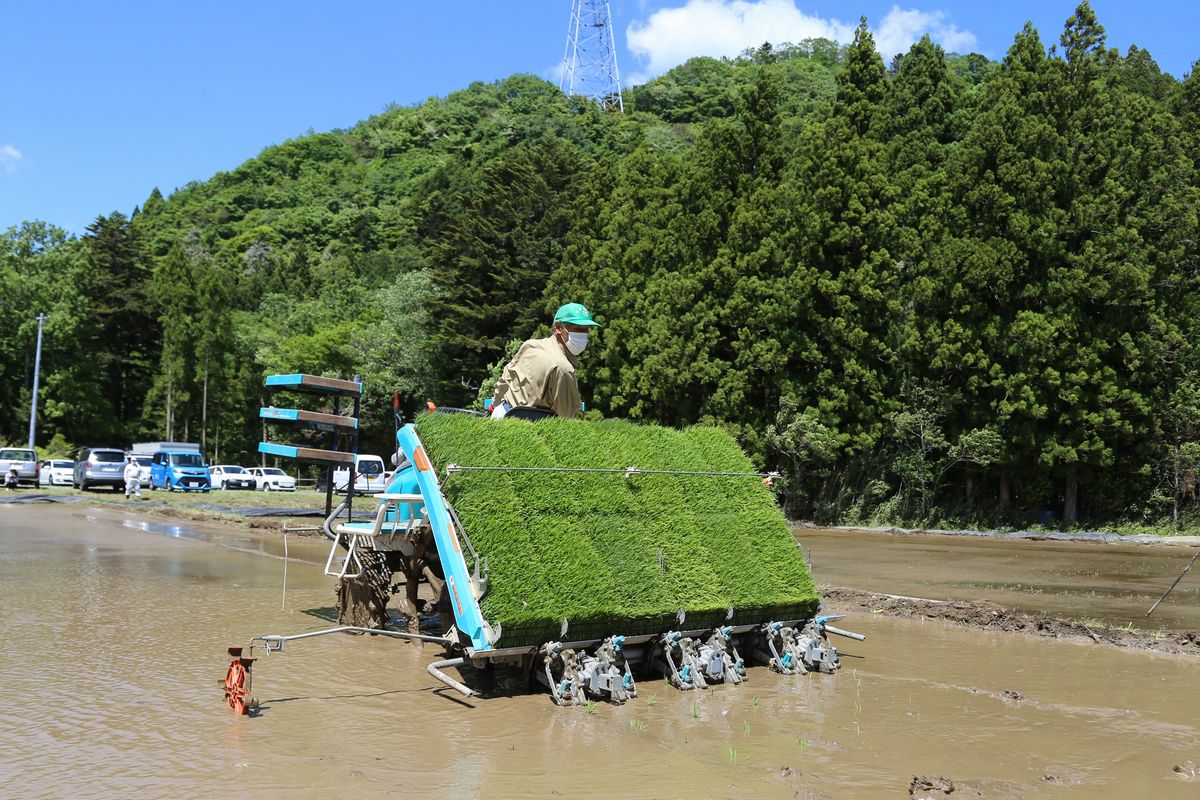 2年目となる今年は、昨年から作付面積を約22アール増やして約65アール栽培します