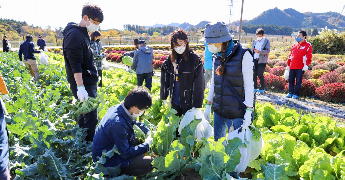 野菜を収穫する参加者