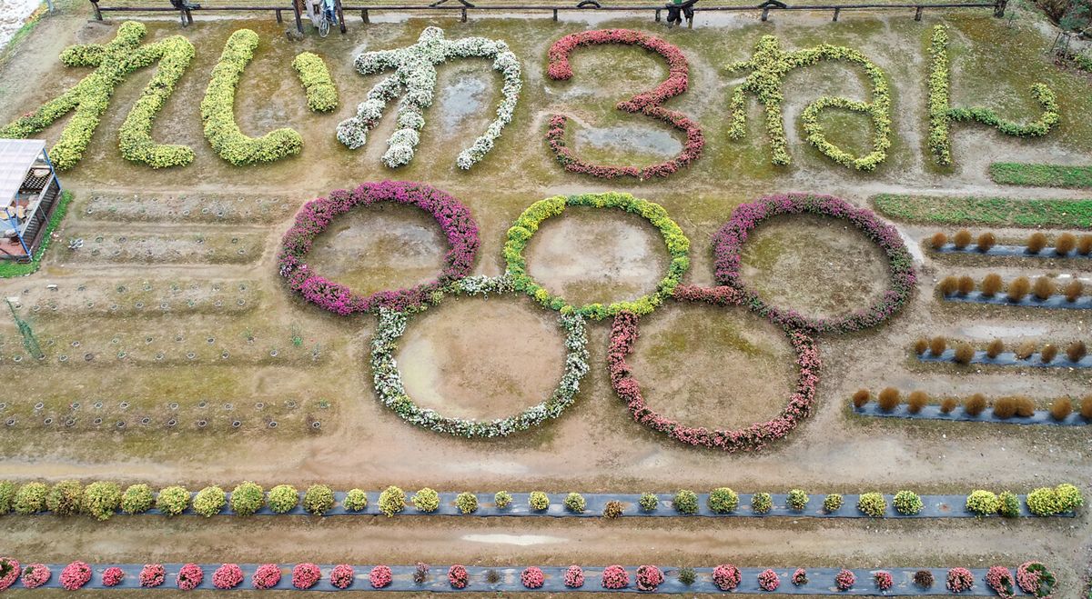 五輪マークの形に植えられたざる菊