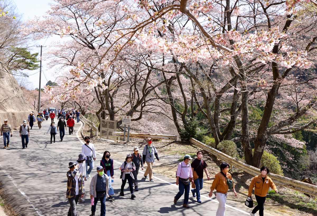 ダム周辺の桜を眺めながら歩く参加者