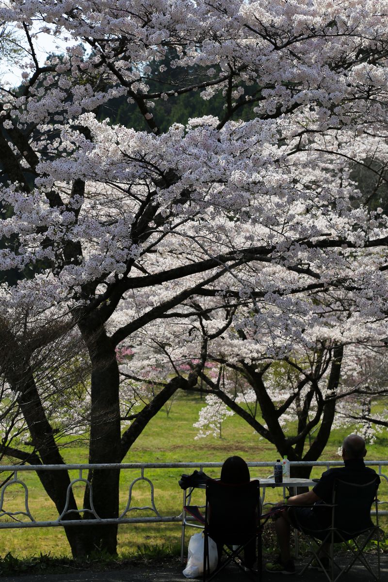 坂下ダムの木陰で桜を眺める花見客