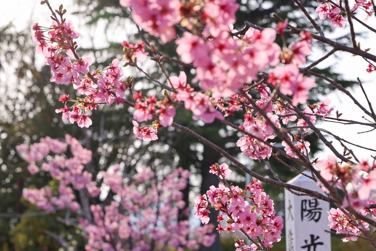 陽を受けて光る復興祈念の桜