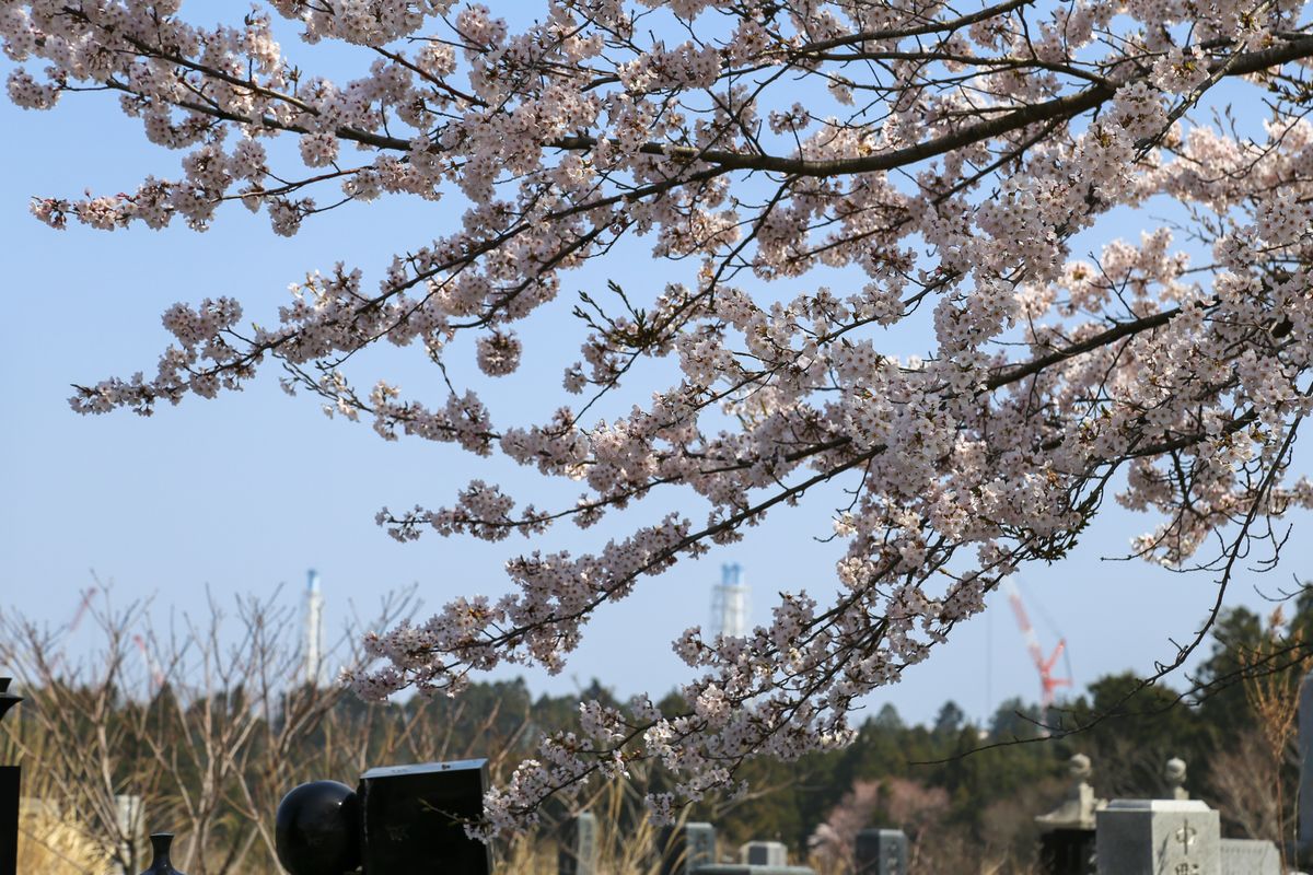 夫沢地区の墓地を見守る桜。花の奥に見える福島第一原発の排気筒とクレーン