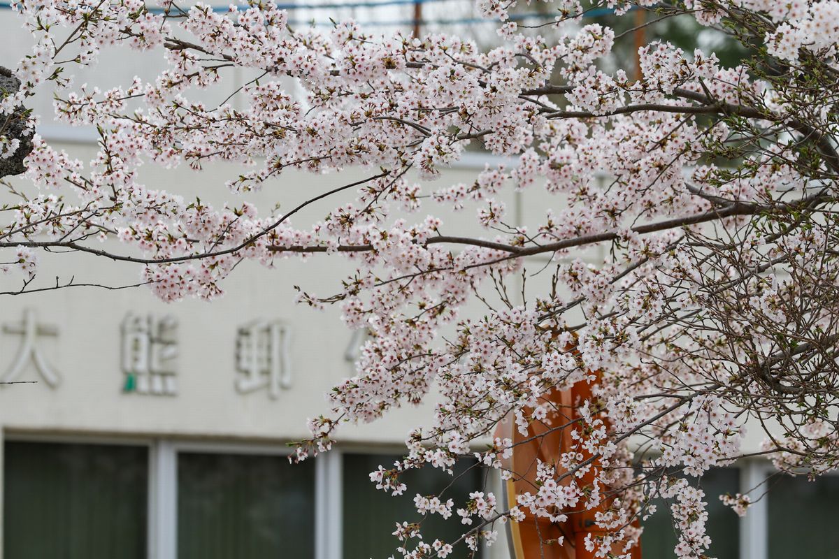 移転し役目を終えた旧大熊郵便局を労う桜