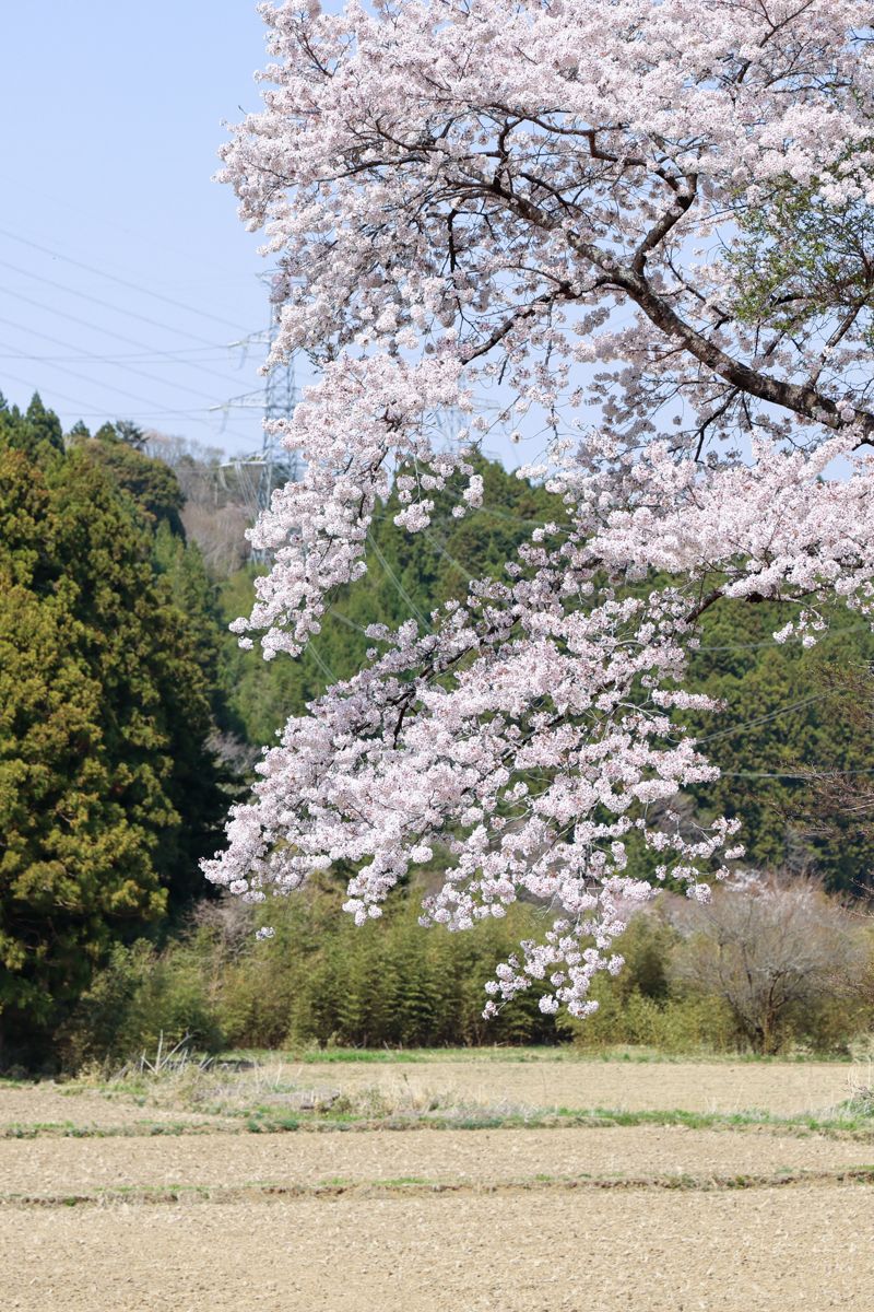 帰忘郷のふるさとに咲く桜