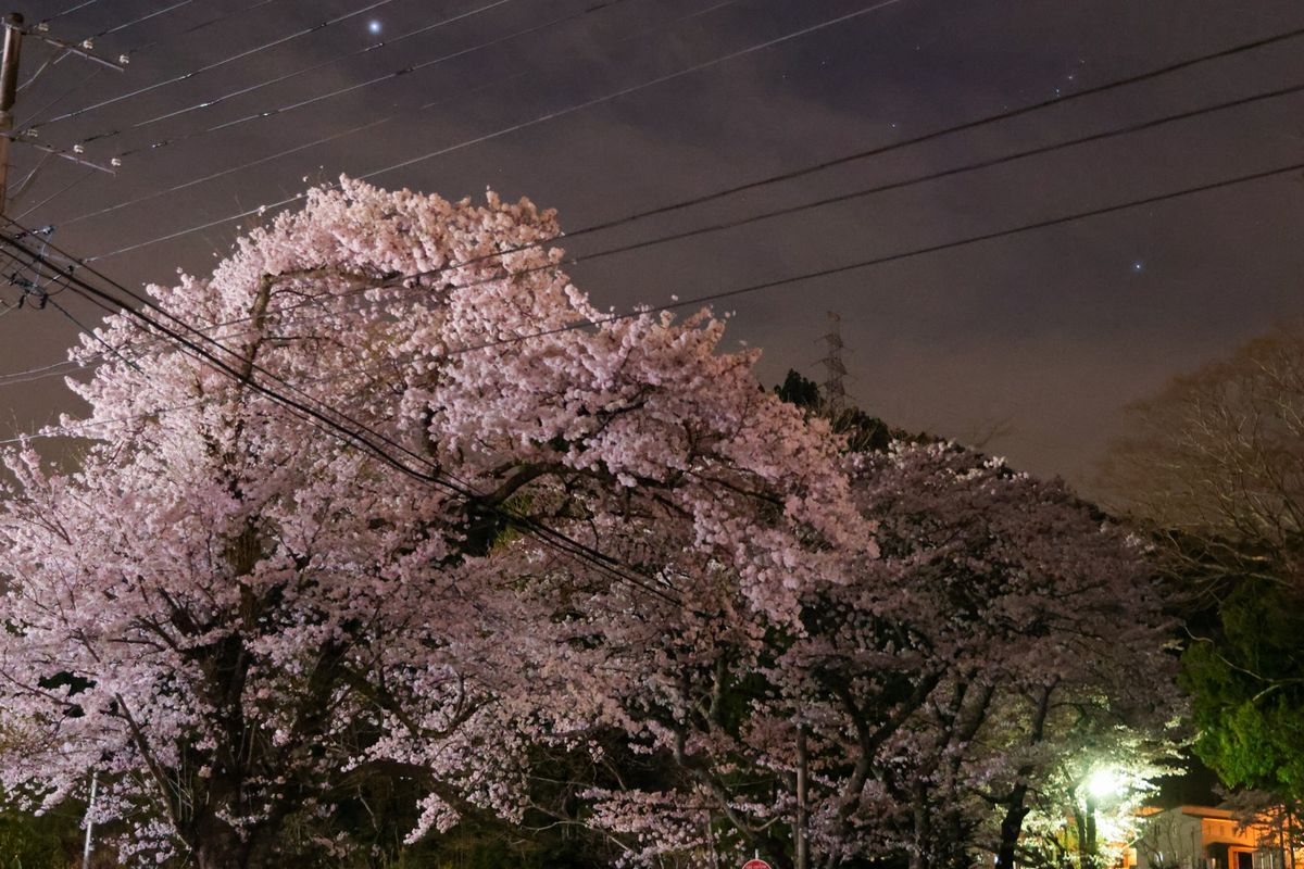 建物の明かりや街路灯が照らす大川原地区の夜桜