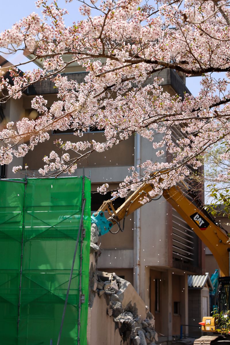 桜舞い散る中で解体される旧大熊中の校舎