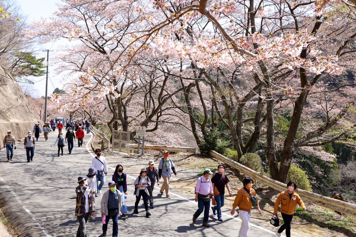 ダム周辺の桜を眺めながら歩く参加者